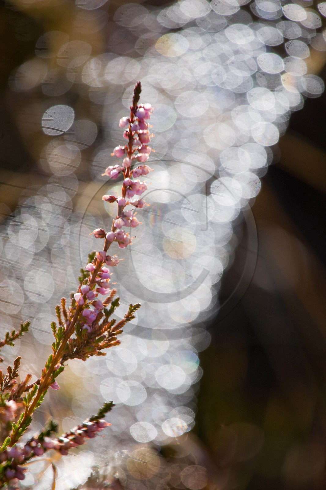 Bruyère des Alpes, Erica herbacea