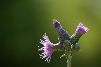 Cirse des champs, Cirsium arvense