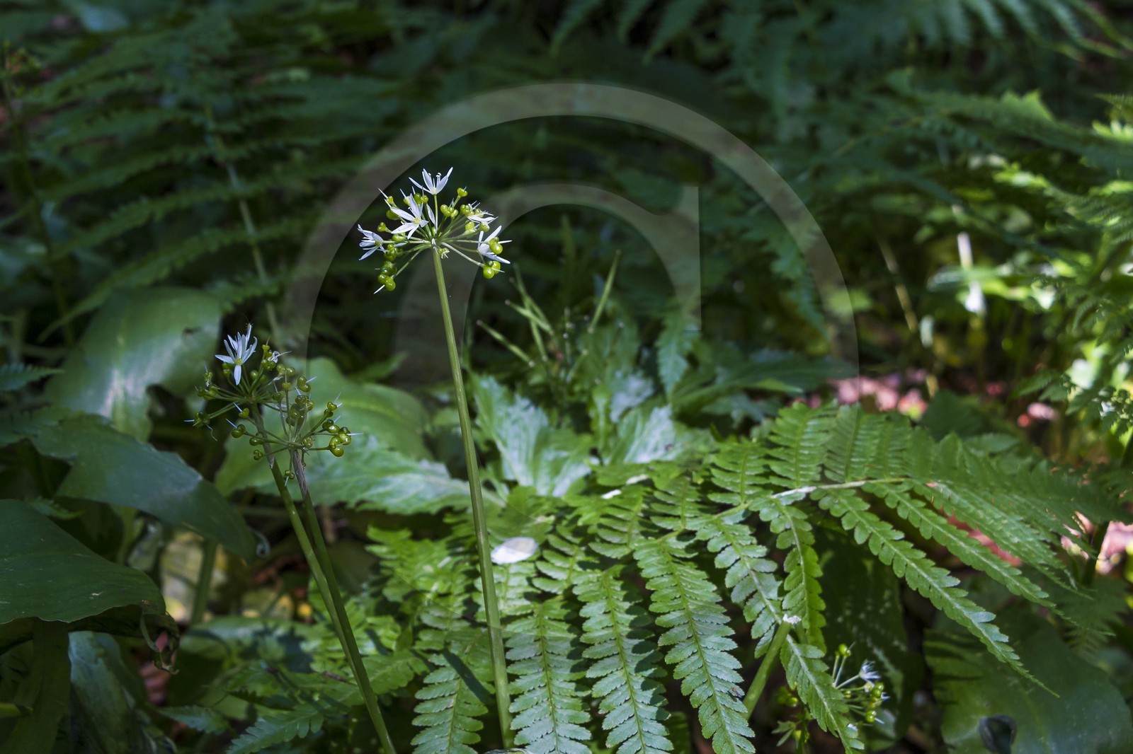 Bois du Chapitre, forêt domaniale de Gap-Chaudun