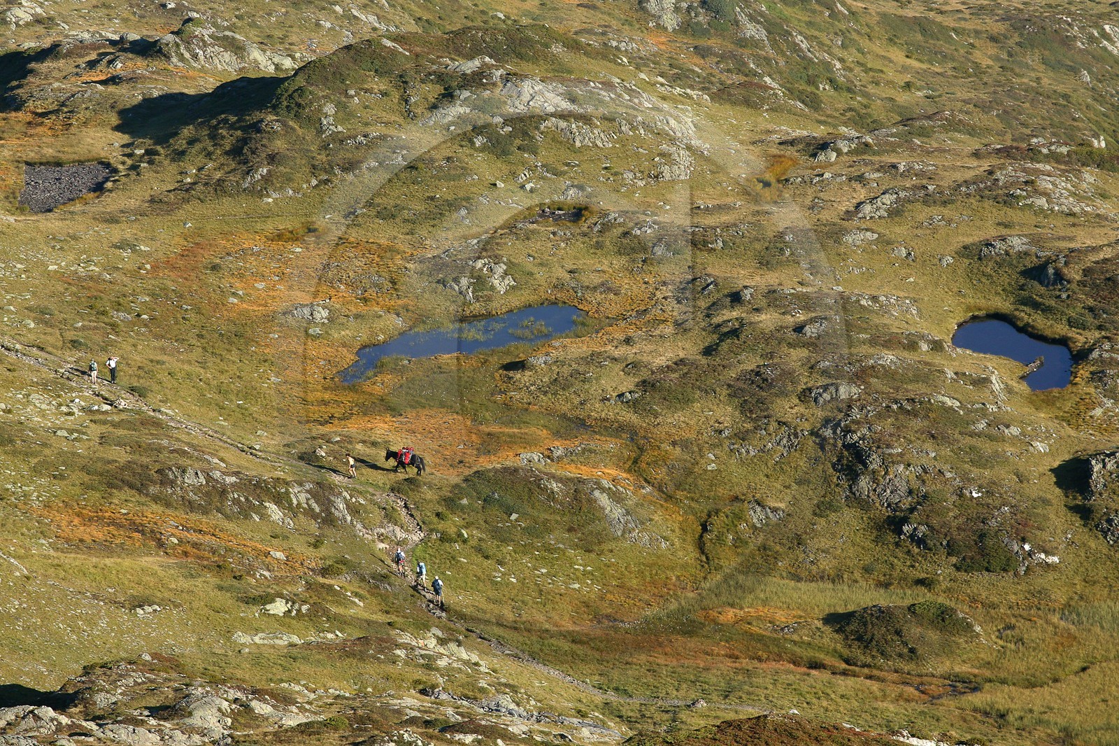 Réserve naturelle de Carlaveyron, col de Bellachat, randonnée avec portage par cheval