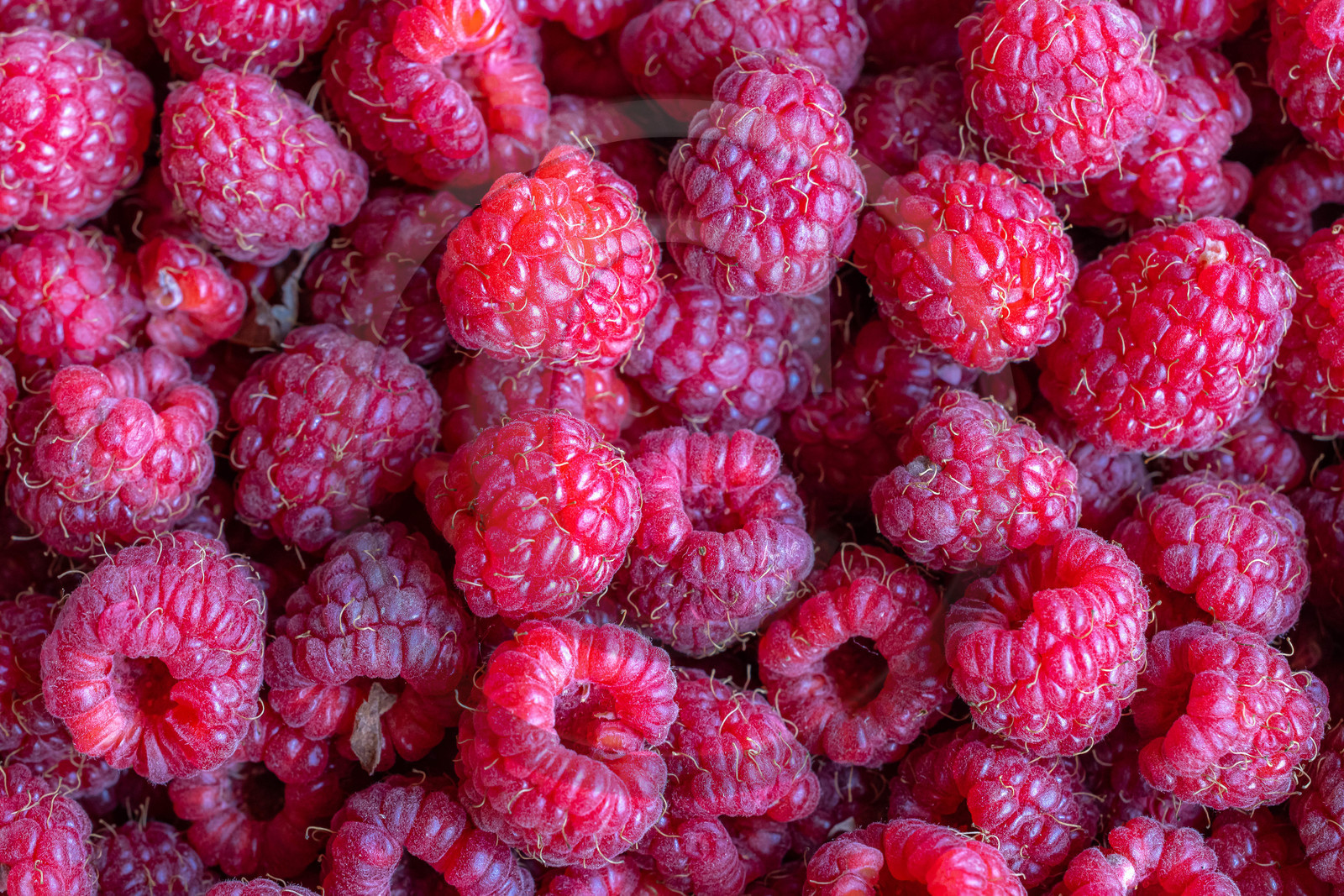 Ecrins de fruits, producteur de fruits rouges