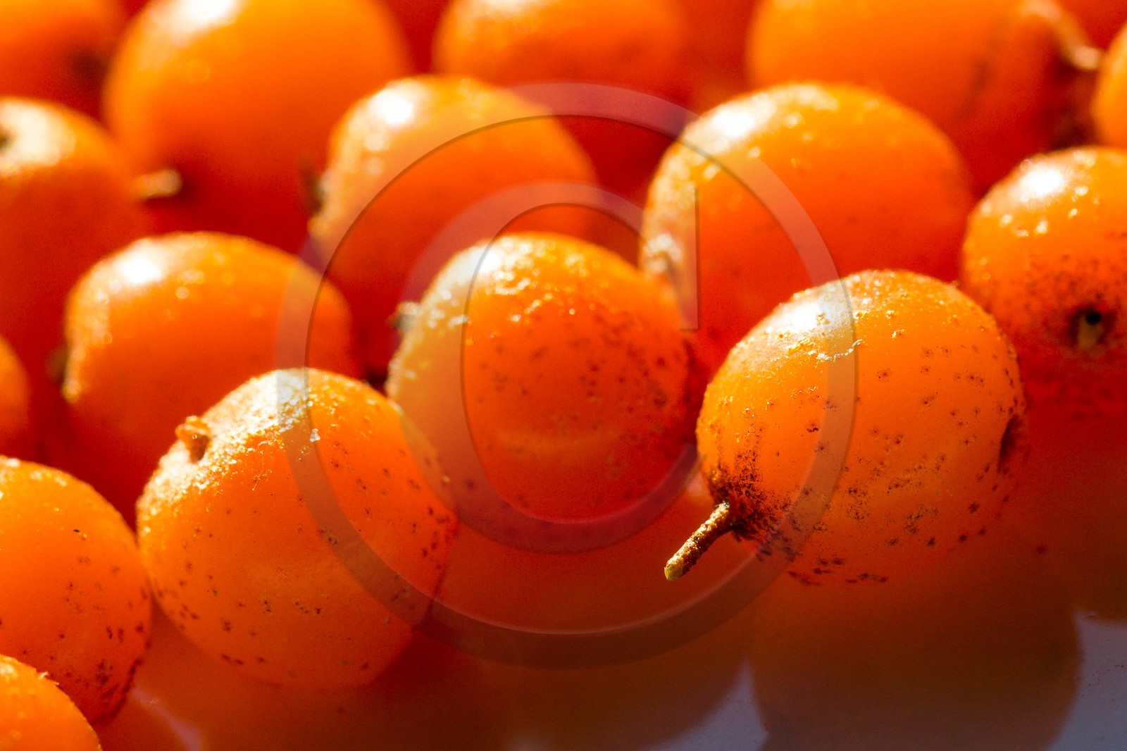 David Viveau agriculteur, producteur de baies d'argousier