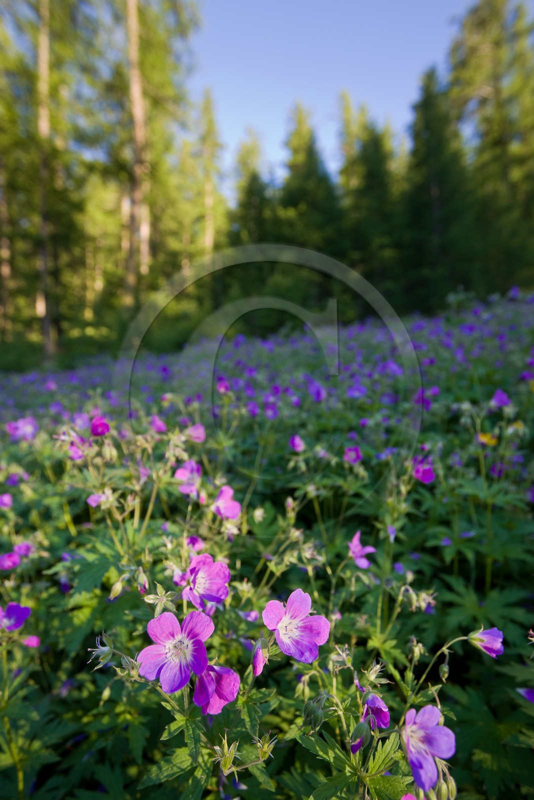 Géranium des bois; Geranium silvaticum