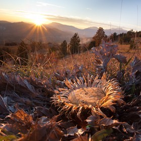 Carline à feuilles d'acanthe, Carlina acanthifolia