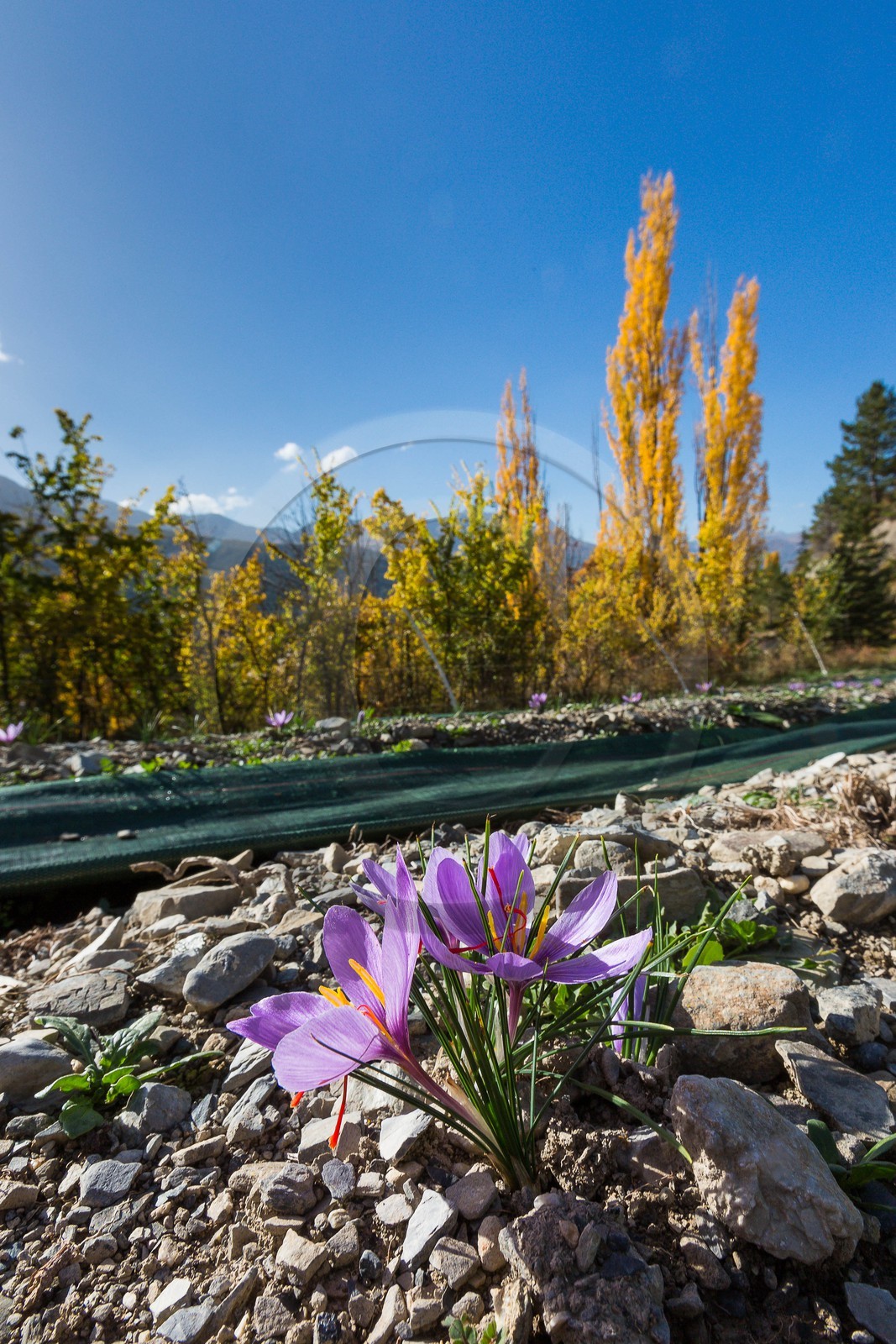 Carole Prost cultive du safran qui ensoleille ses créations