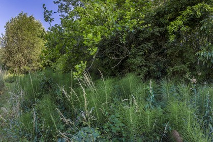 ENS de l'Isère, Zone humide de la Merlière
