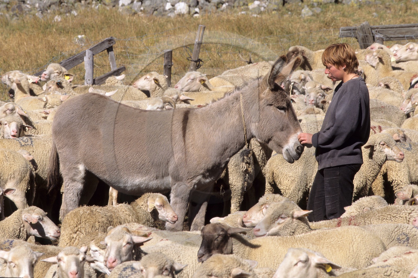 Bergers de la Vallée de la Clarée