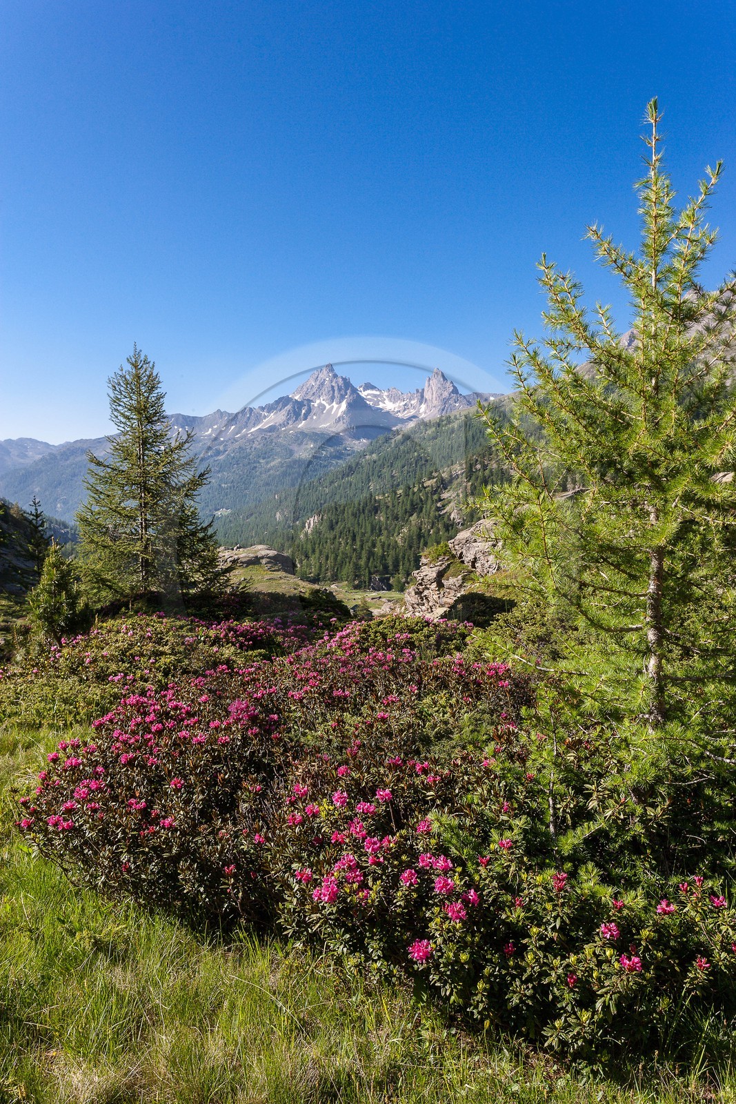 Vallée de la Clarée
