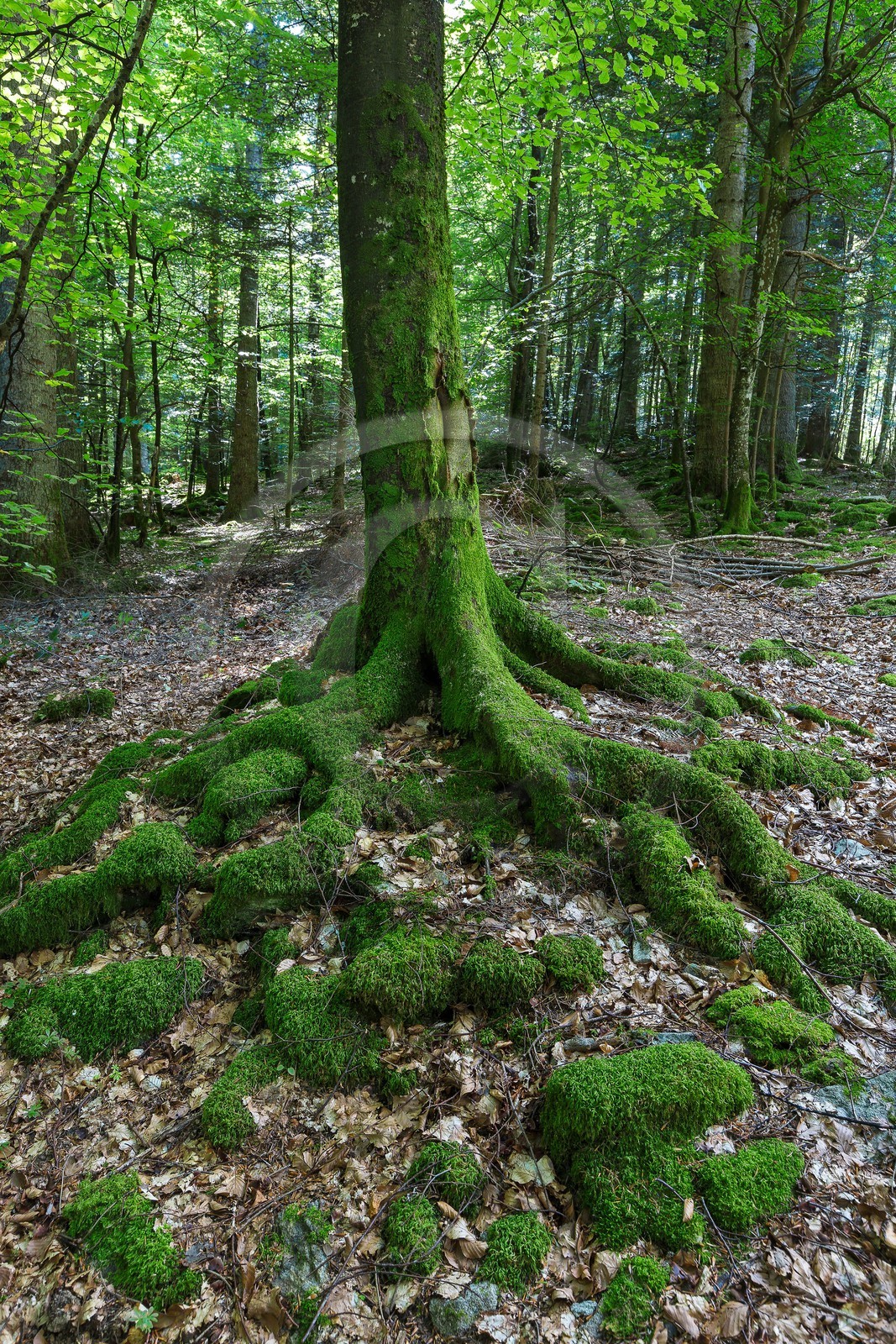 ENS de l'Isère,Tourbières du Peuil