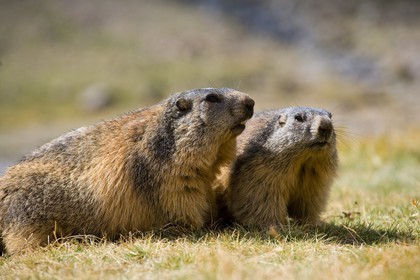Marmotte des Alpes ( Marmota marmota )