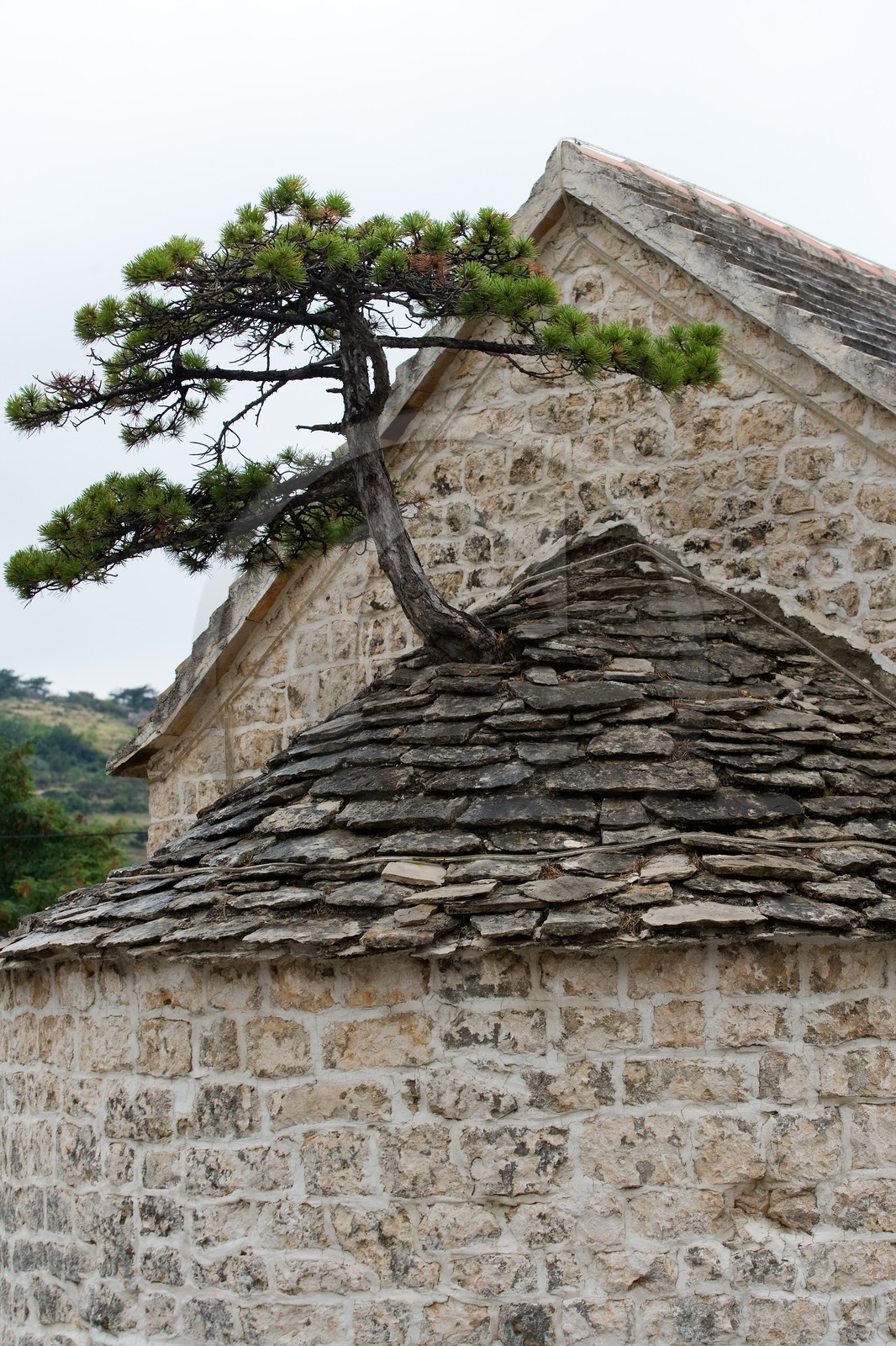 Nerezisca, Arbre bonzaï sur l'église
