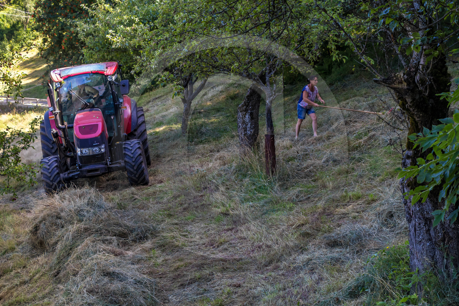 Gaec La chèvrerie des Combettes