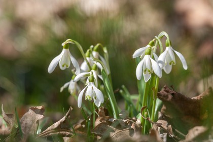 Perce-neige, Galanthus nivalis