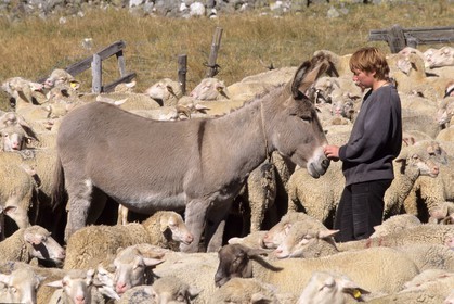 Bergers de la Vallée de la Clarée