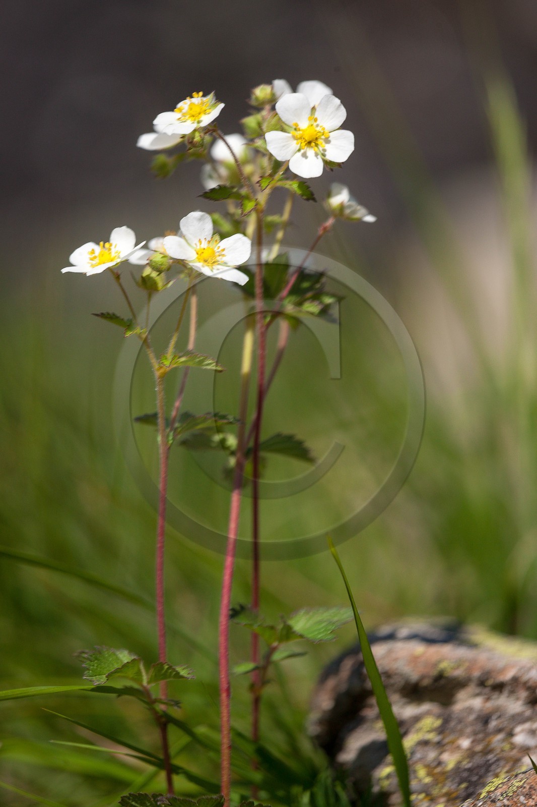 Potentille des rochers, Potentilla rupestris L