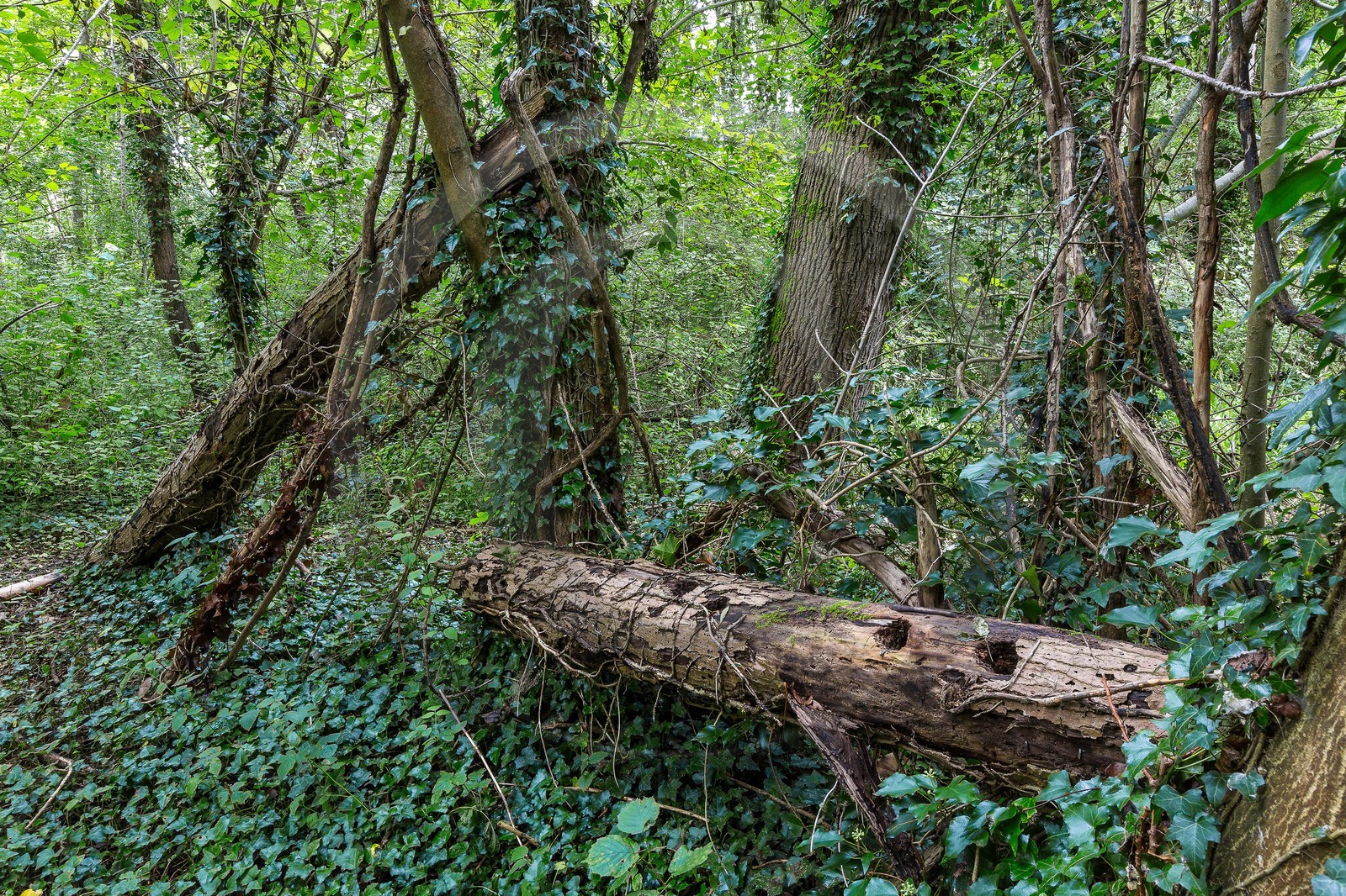 ENS de l'Isère, étang de Mai