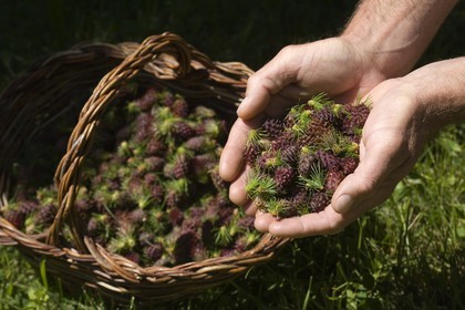 Cône femelle de mélèze (larix décidua)