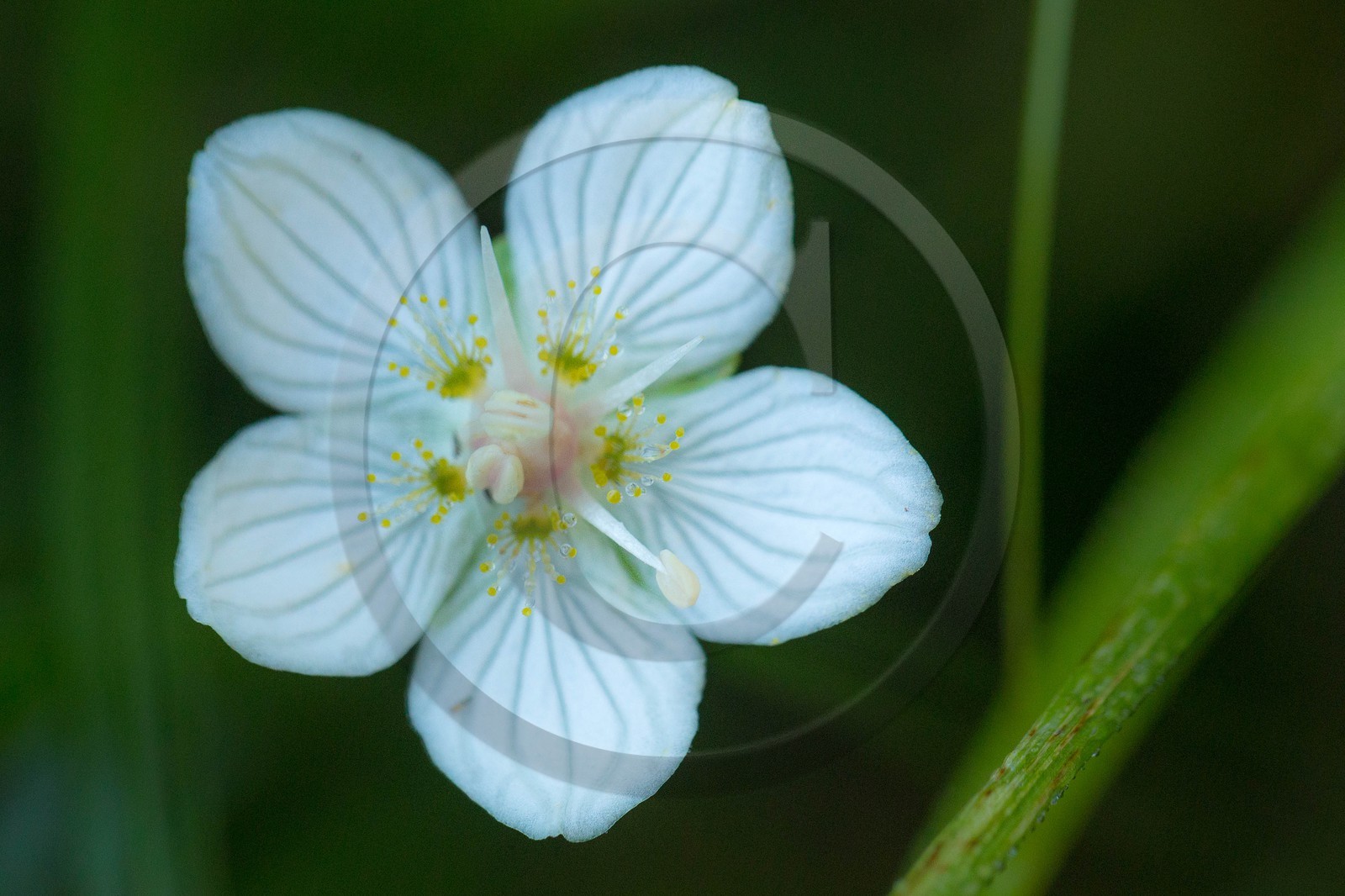 ENS de l'Isère,Tourbières du Peuil