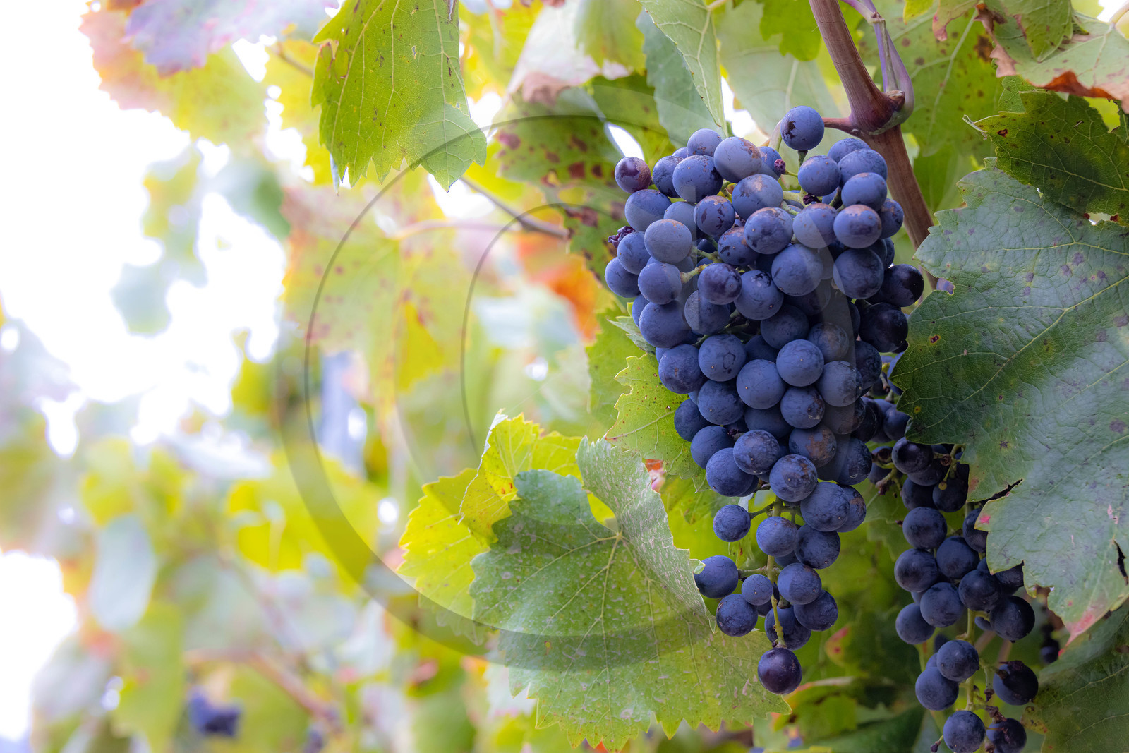 Domaine du Mont Guillaume, cépage le Mollard