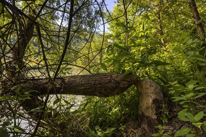 ENS de l'Isère, Boucle de la Taillat