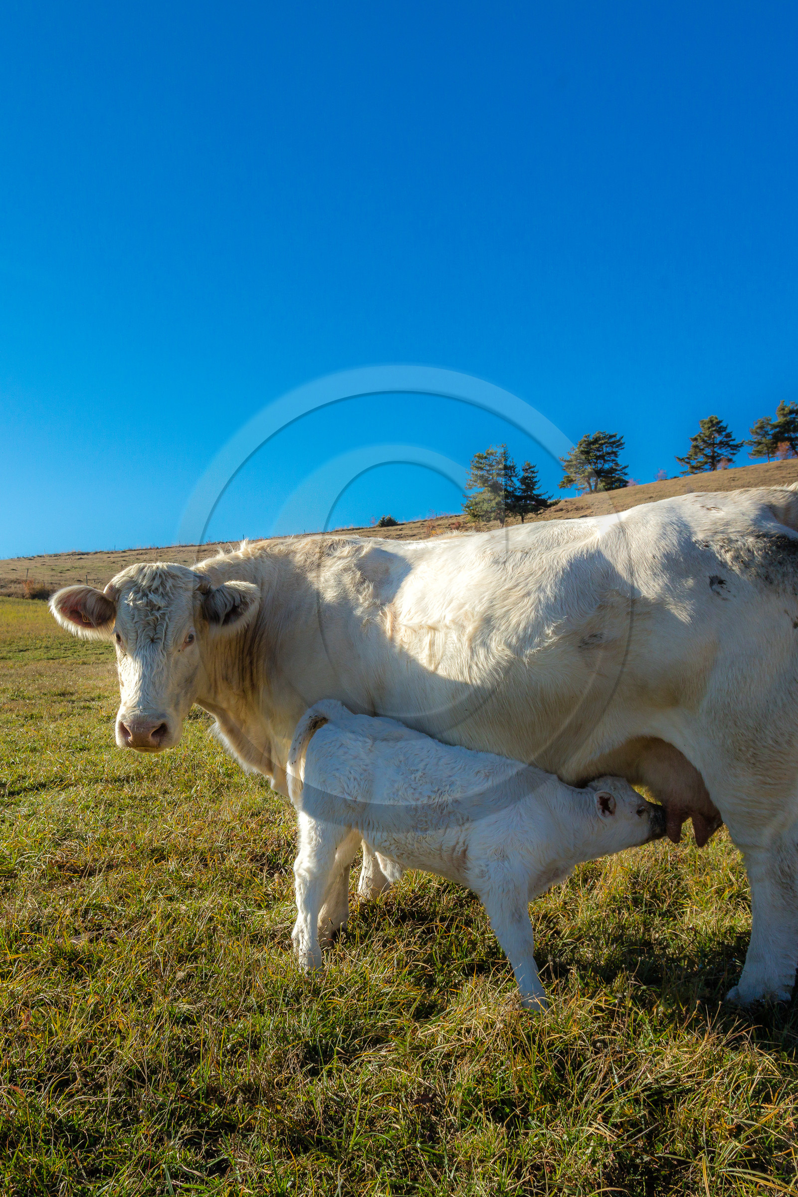 Ferme de Sauron, Laure Marcellin