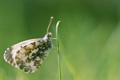 papillon, Aurore, Anthocharis cardamines