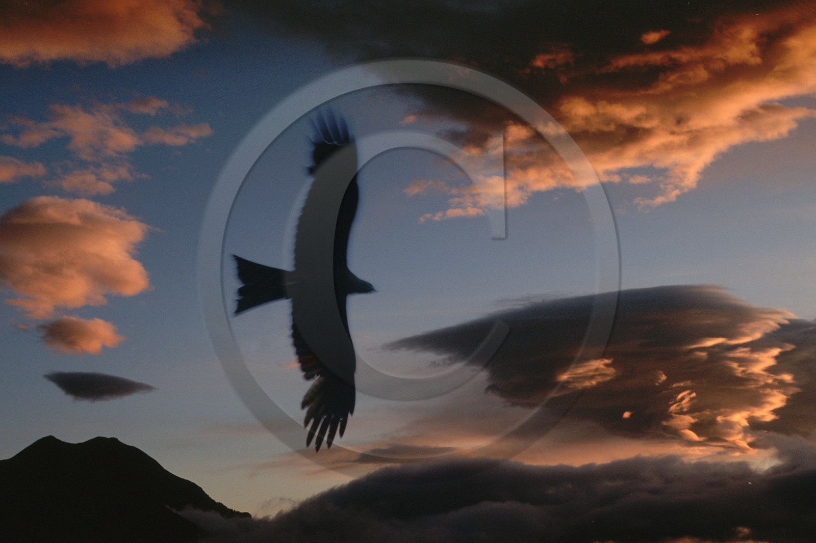 oiseau, Aigle Royal, Aquila chrysaetos