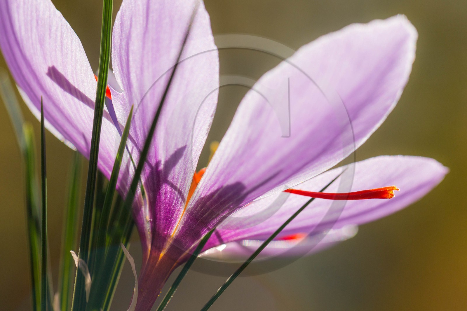 safran, le crocus sativus