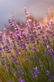 Lavende, Lavendin, Lavandula hybrida