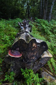 ENS de l'Isère, Les Ecouges