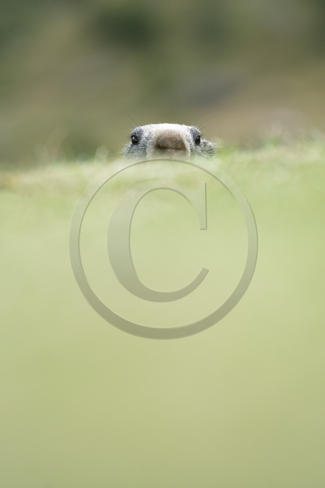 Marmotte des Alpes ( Marmota marmota )