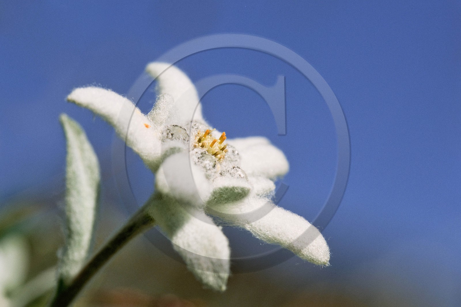 Edelweiss, Leontopodium alpinum