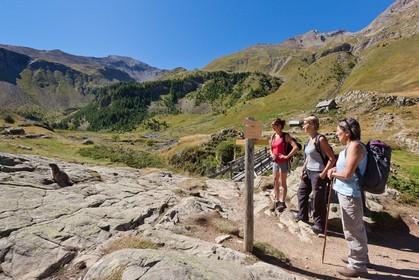 Randonnée vers le Saut du Laire, marmotte