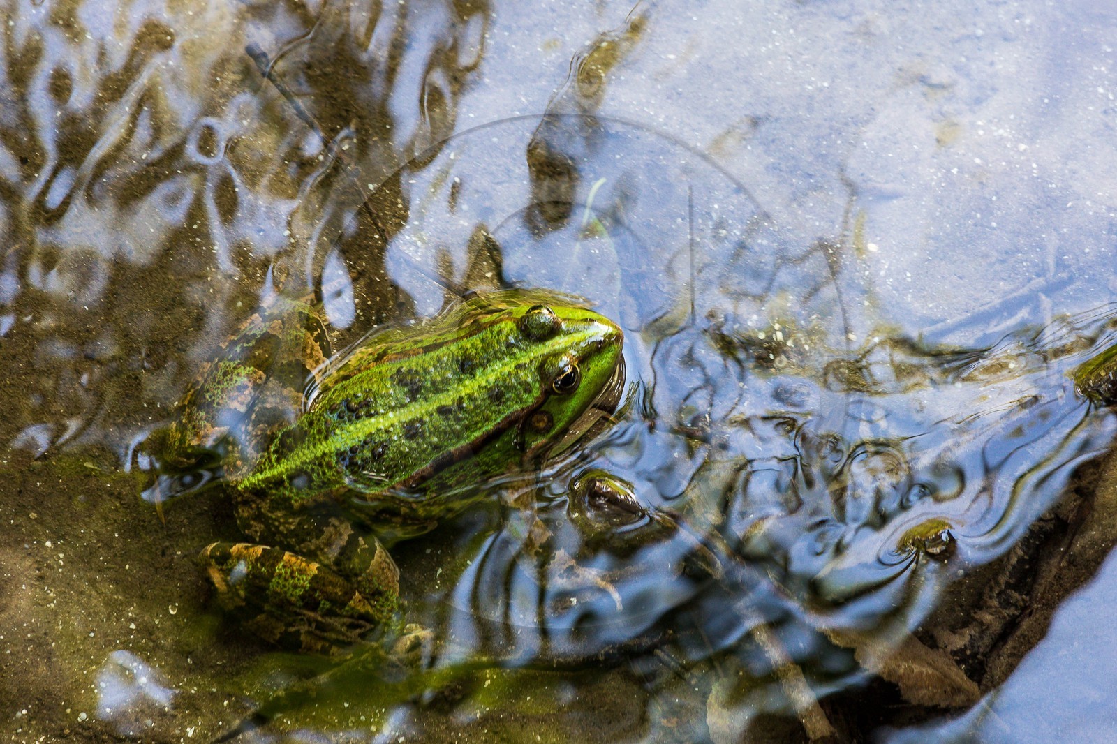 ENS de l'Isère, Marais de Chirens