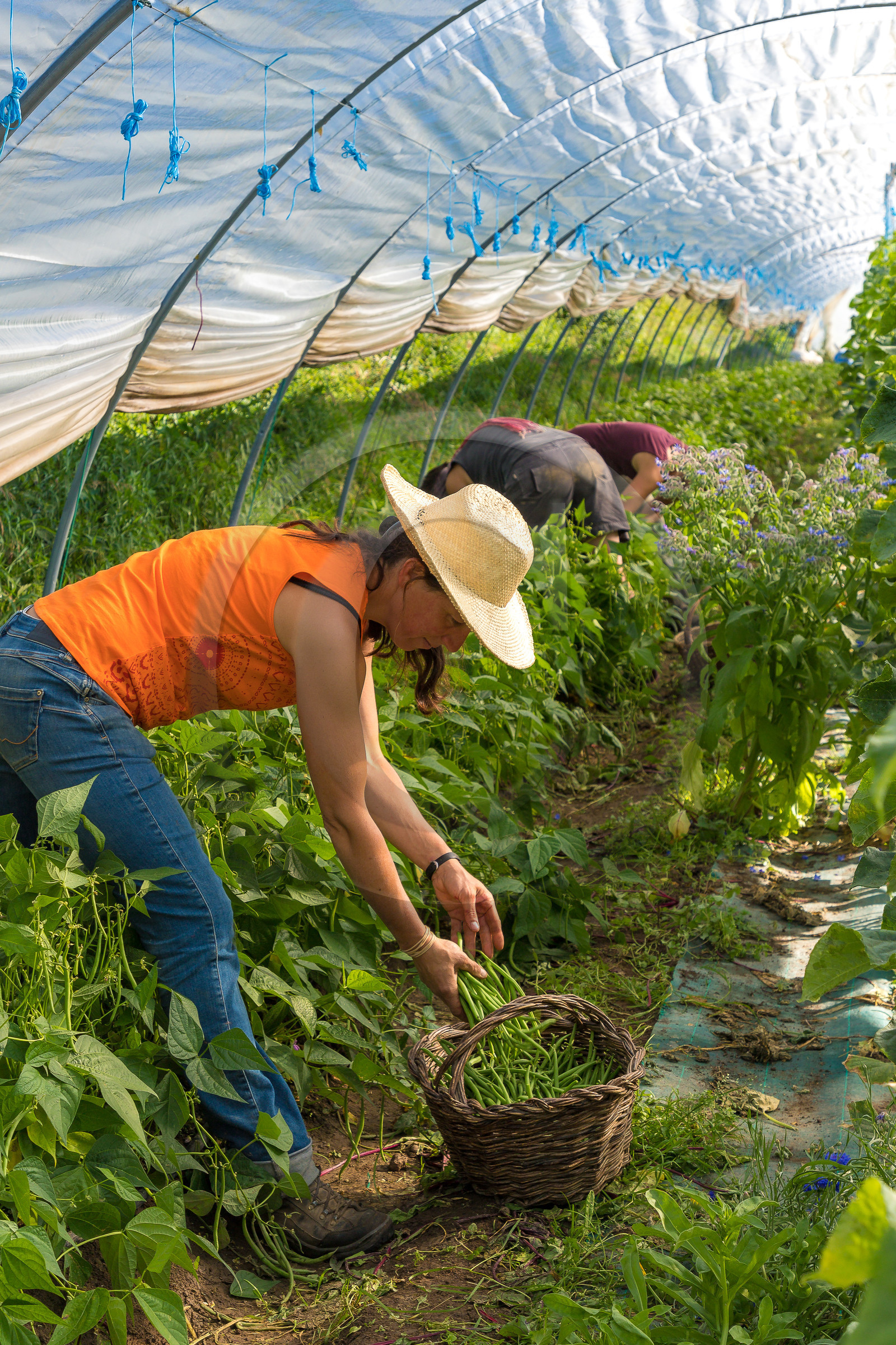 LéguMontagne, Sylvie Jaussaud et  Bertille Gieu, Maraîchères bio