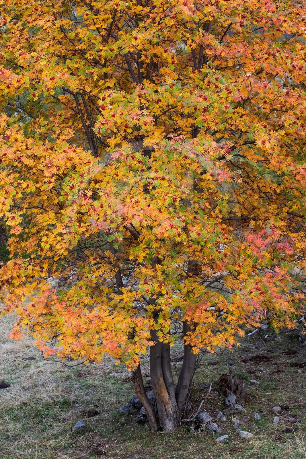 Sorbier des oiseleurs