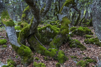 ENS de l'Isère, Plateau de la Molière et du Sornin