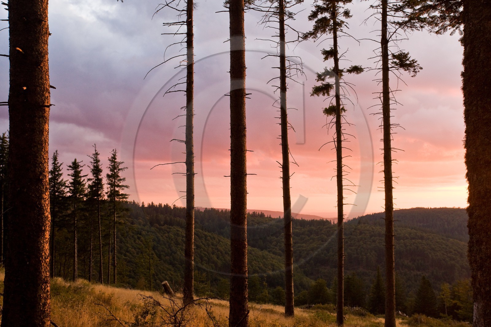 Parc national des Cévennes, forêt du Mont Aigoual