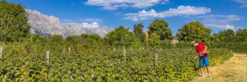 Ecrins de fruits, producteur de fruits rouges