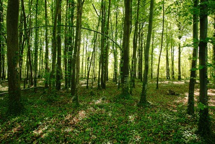 Forêt alluviale  de la réserve naturelle du delta de la Dranse