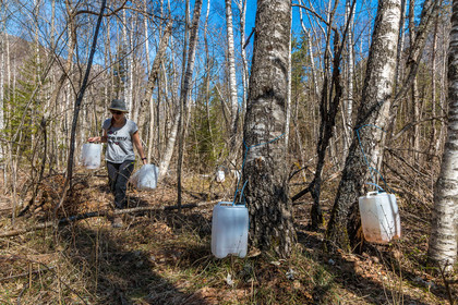 Récolte de sève de bouleau