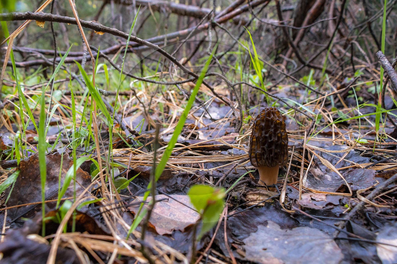 Morille noire, morchella elata