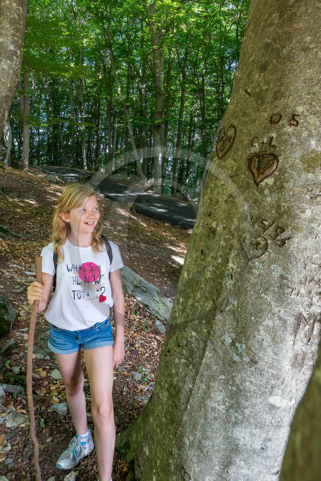 Alpes de Haute-Provence, hêtraie de Pontis