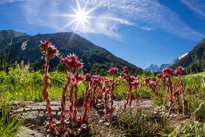 Parc naturel régional du Queyras