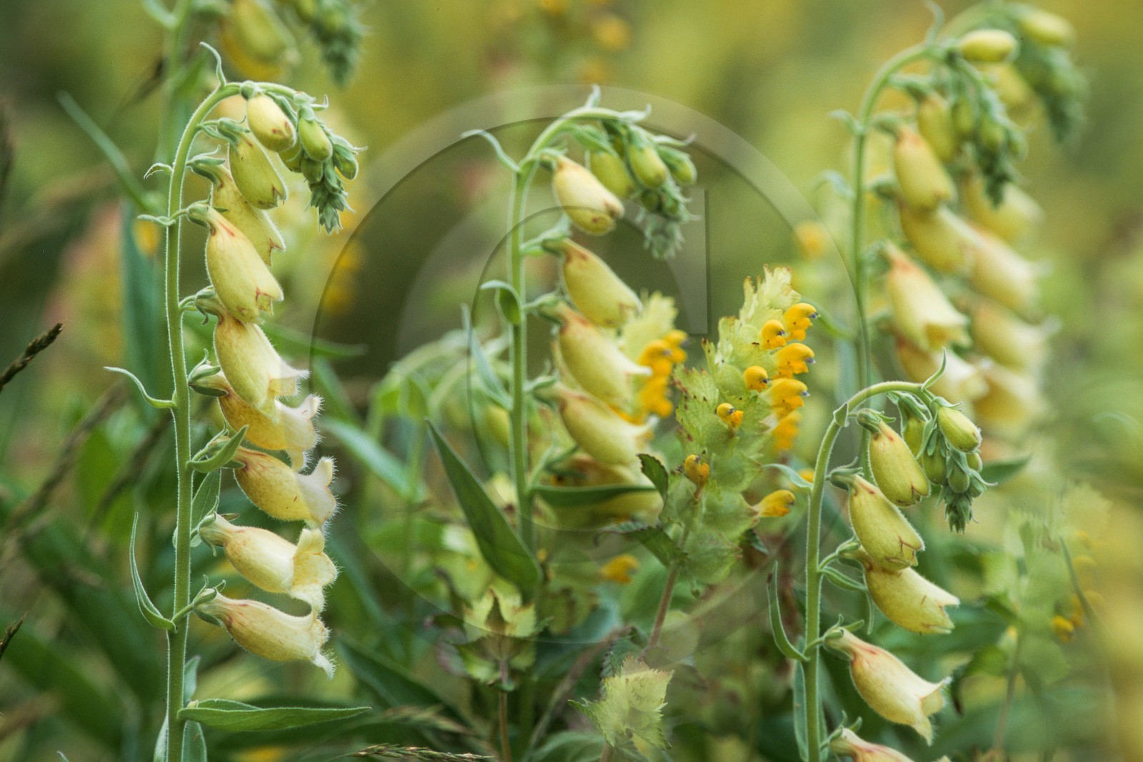 Digitale Jaune, Digitalis lutea