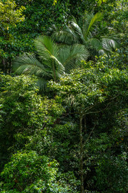 Forêt tropicale, Parc national de la Guadeloupe