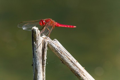 ENS de l'Isère, espace alluvial de la Rolande, Sympétrum sanguin (Sympetrum sanguineum)