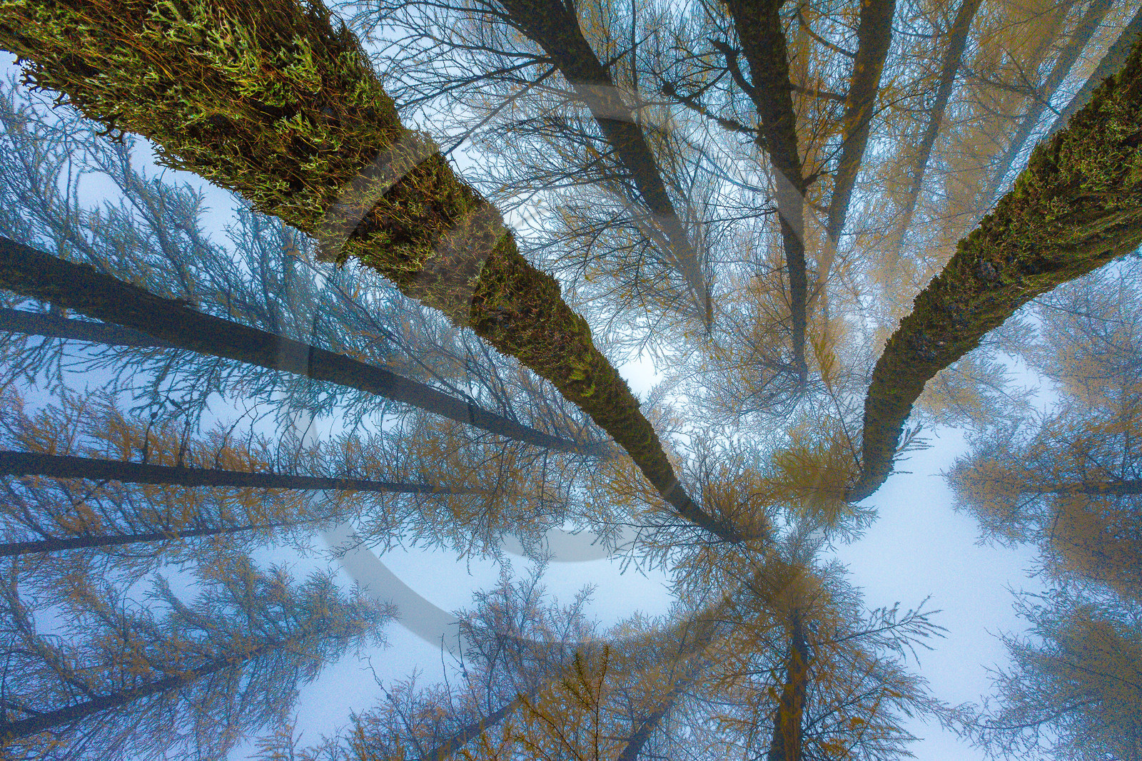 Mélézein à l'automne