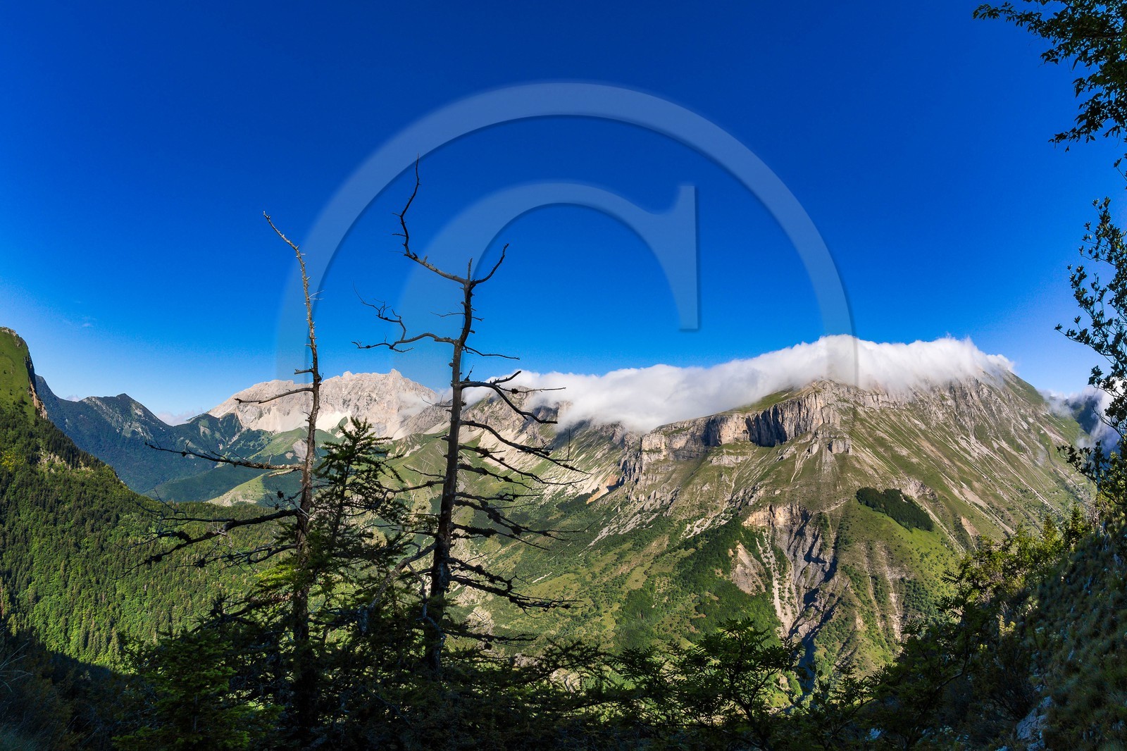 Bois du Chapitre, forêt domaniale de Gap-Chaudun