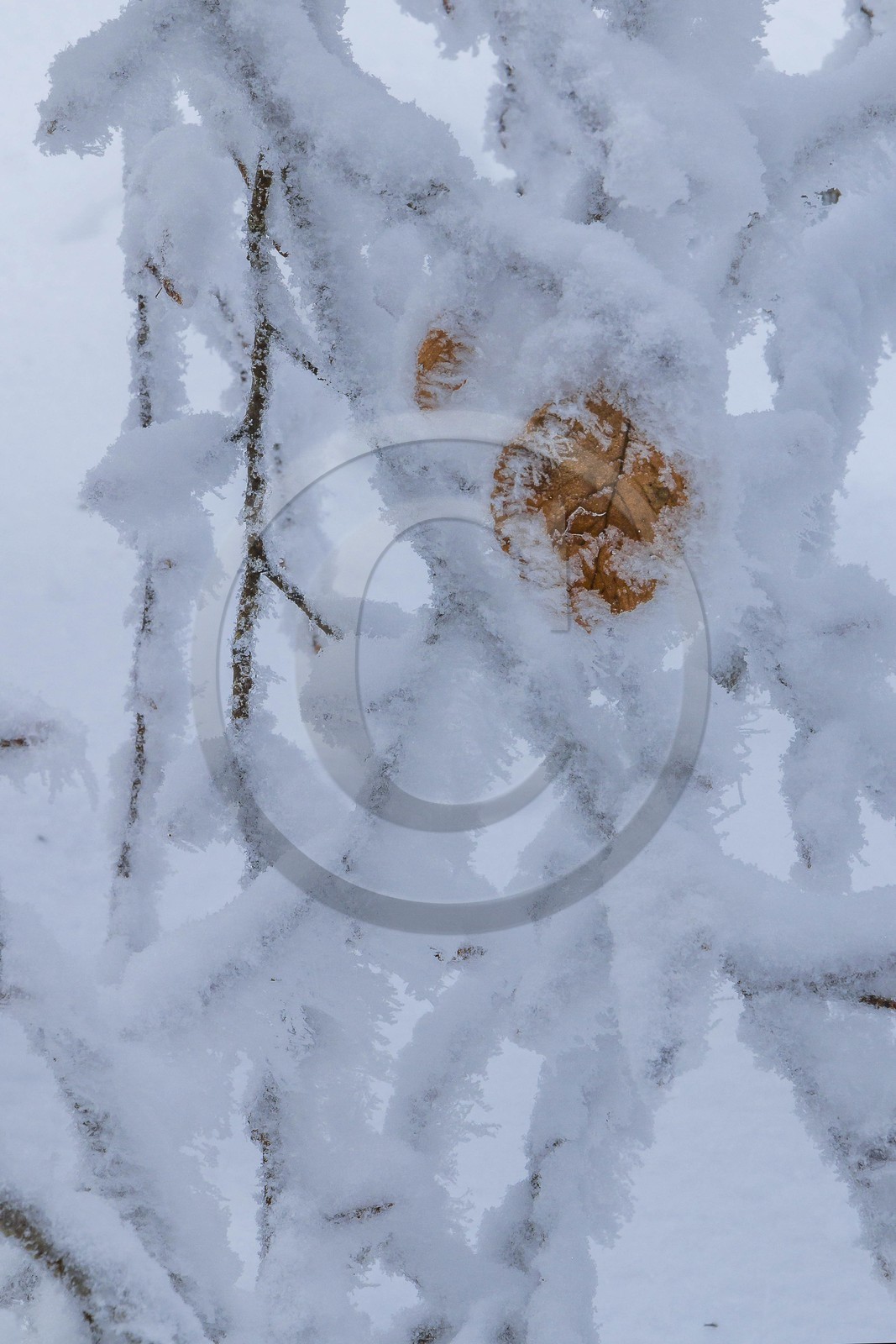ENS de l'Isère, Les Ecouges
